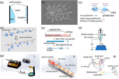 Bioinspired Fiber for Directional Droplet Self-Transportation and Its Potential for Enhanced Condensation